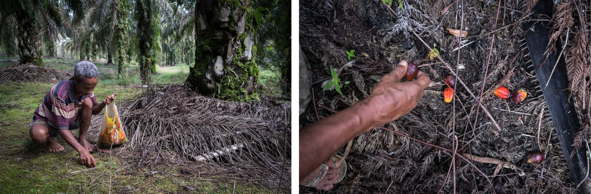 Suku Anak Dalam elder Cilin, left, and Siti, right, gather loose oil palm fruitlets. By Nopri Ismi.