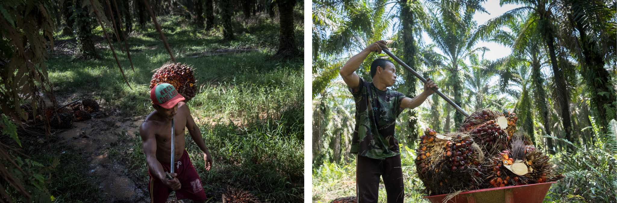 Suhandri, left, harvests palm oil in a community-owned oil palm plantation in Bina Karya village, South Sumatra. Azari, right, works as a labourer in London Sumatra’s plantation in Tebing Tinggi. By Nopri Ismi.