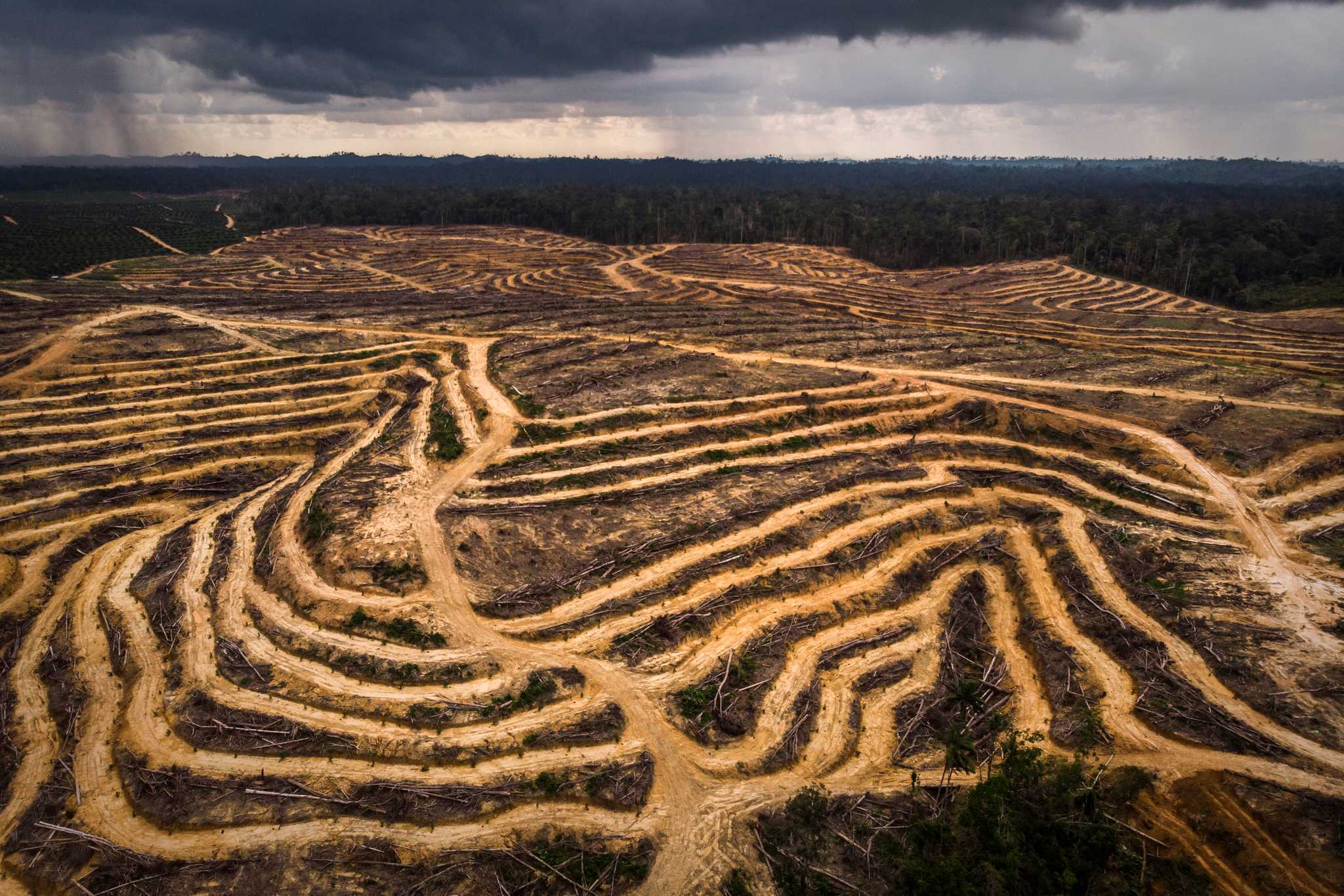 Land in East Kalimantan stripped bare to plant oil palms. 