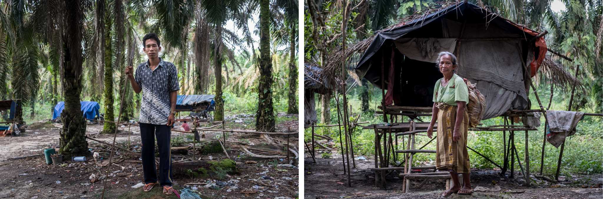 Mat Yadi, left, now lives with his family in a plantation after his tribe’s land was ceded to a plantation company. Siti, right, earns money by collecting oil palm fruitlets that fall to the ground as larger bunches are harvested. 